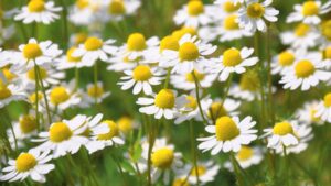 angoisse naturellement naturopathie sophrologie Gouesnou Fleurs de camomille contre l'angoisse